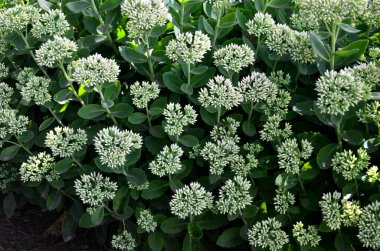 İlkbaharın başlarında sadece yeşil yapraklarla orpine (Sedum telephium) yetişir. Güzel yeşil bitkiler. Doğa arkaplanı.