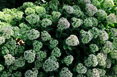 İlkbaharın başlarında sadece yeşil yapraklarla orpine (Sedum telephium) yetişir. Güzel yeşil bitkiler. Doğa arkaplanı.