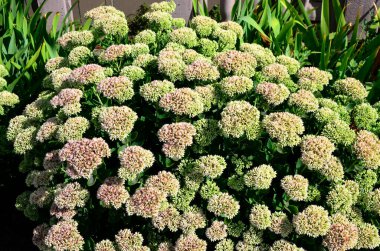 İlkbaharın başlarında sadece yeşil yapraklarla orpine (Sedum telephium) yetişir. Güzel yeşil bitkiler. Doğa arkaplanı.