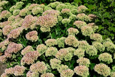 İlkbaharın başlarında sadece yeşil yapraklarla orpine (Sedum telephium) yetişir. Güzel yeşil bitkiler. Doğa arkaplanı.