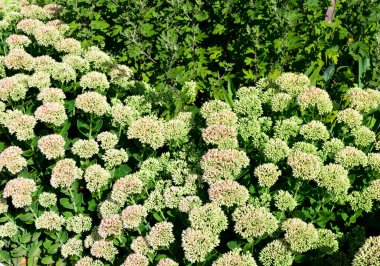 İlkbaharın başlarında sadece yeşil yapraklarla orpine (Sedum telephium) yetişir. Güzel yeşil bitkiler. Doğa arkaplanı.