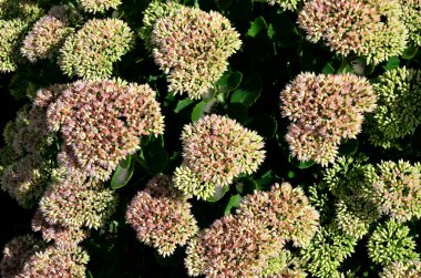 İlkbaharın başlarında sadece yeşil yapraklarla orpine (Sedum telephium) yetişir. Güzel yeşil bitkiler. Doğa arkaplanı.