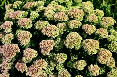 İlkbaharın başlarında sadece yeşil yapraklarla orpine (Sedum telephium) yetişir. Güzel yeşil bitkiler. Doğa arkaplanı.