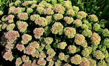 İlkbaharın başlarında sadece yeşil yapraklarla orpine (Sedum telephium) yetişir. Güzel yeşil bitkiler. Doğa arkaplanı.