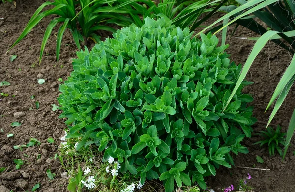 Orpine Early Spring Green Leaves Only Young Shoots Orpine Sedum — 스톡 사진