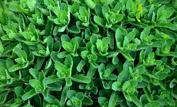 Orpine Early Spring Green Leaves Only Young Shoots Orpine Sedum — Stock fotografie