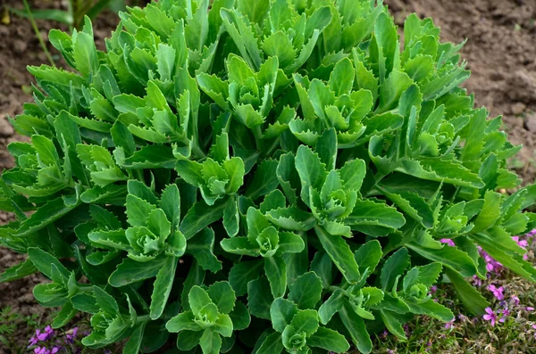 Orpine Early Spring Green Leaves Only Young Shoots Orpine Sedum — Stock fotografie