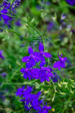 Consolida regalis tarlada çiçek açar. Consolida regalis, çatallanan tarla faresi, roket-larkspur ve tarla tarlasında mor küçük çiçekler açar..