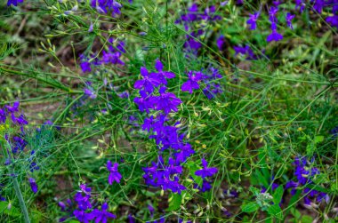 Consolida regalis tarlada çiçek açar. Consolida regalis, çatallanan tarla faresi, roket-larkspur ve tarla tarlasında mor küçük çiçekler açar..