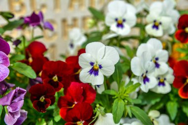 Bahçedeki eşcinsellerin karışık renkleri. İlkbaharda baharda çiçek bahçesinde canlı renkli çiçeklerin kapalı görüntüsü.