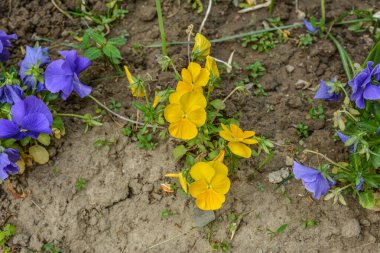 Bahçedeki eşcinsellerin karışık renkleri. İlkbaharda baharda çiçek bahçesinde canlı renkli çiçeklerin kapalı görüntüsü.