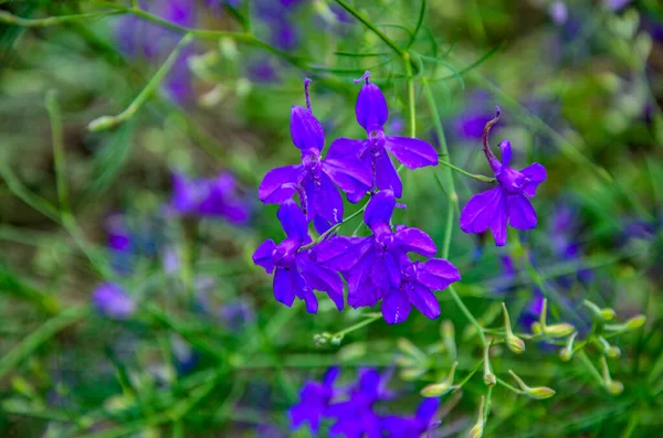 Consolida Regalis Blooms Field Consolida Regalis Forking Larkspur Rocket Larkspur — Zdjęcie stockowe