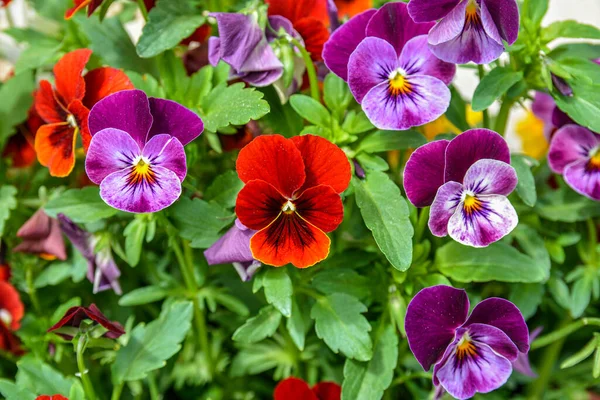 Mieszane Kolory Bratek Ogrodzie Zbliżenie Żywe Kolorowe Kolorowe Kwiaty Wiosnę — Zdjęcie stockowe