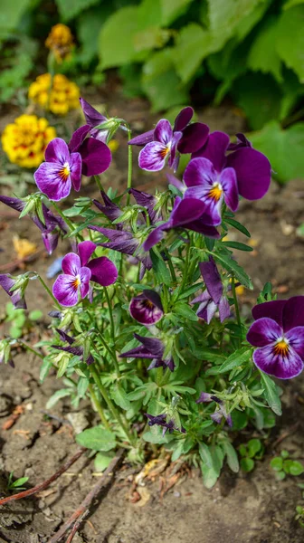 Mixed Colors Pansies Garden Closeup Vibrant Vivid Multicolored Colorful Flowers — Fotografia de Stock