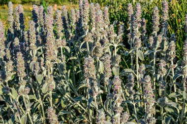 Stachys lanata. Yuvarlak bir yatakta taşlı ve bahçe yolu üzerinde yumuşacık gümüş yapraklar ya da koyun kulakları. Çiçekli masa üstü duvar kağıtları. Çiçek açan tüylü kuzukulaklarından pembe çiçekler, Stachys Byzantina