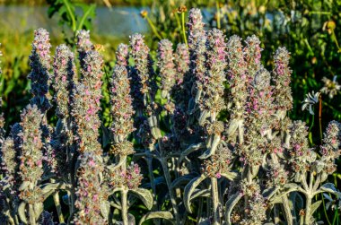 Stachys lanata. Yuvarlak bir yatakta taşlı ve bahçe yolu üzerinde yumuşacık gümüş yapraklar ya da koyun kulakları. Çiçekli masa üstü duvar kağıtları. Çiçek açan tüylü kuzukulaklarından pembe çiçekler, Stachys Byzantina