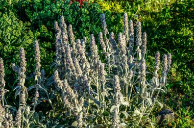 Stachys lanata. Yuvarlak bir yatakta taşlı ve bahçe yolu üzerinde yumuşacık gümüş yapraklar ya da koyun kulakları. Çiçekli masa üstü duvar kağıtları. Çiçek açan tüylü kuzukulaklarından pembe çiçekler, Stachys Byzantina