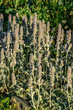 Stachys lanata. Yuvarlak bir yatakta taşlı ve bahçe yolu üzerinde yumuşacık gümüş yapraklar ya da koyun kulakları. Çiçekli masa üstü duvar kağıtları. Çiçek açan tüylü kuzukulaklarından pembe çiçekler, Stachys Byzantina