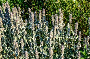 Stachys lanata. Yuvarlak bir yatakta taşlı ve bahçe yolu üzerinde yumuşacık gümüş yapraklar ya da koyun kulakları. Çiçekli masa üstü duvar kağıtları. Çiçek açan tüylü kuzukulaklarından pembe çiçekler, Stachys Byzantina