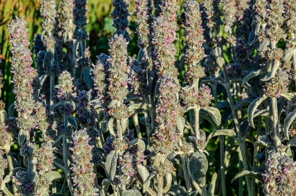 Stachys Lanata Fluffy Silvery Soft Leaves Chistets Sheep Ears Bed — Stock Photo, Image