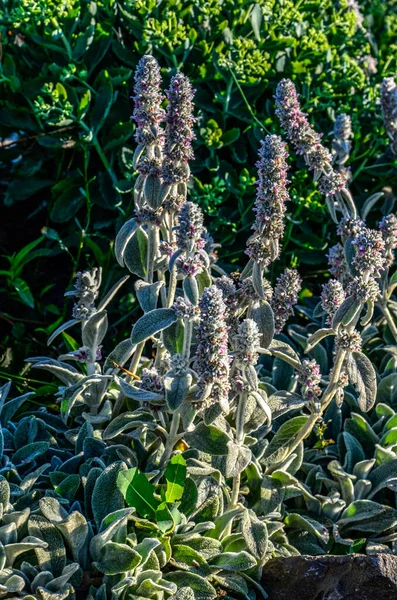 Stachys Lanata Пушистые Серебристые Мягкие Листья Chistets Овечьи Уши Круглой — стоковое фото