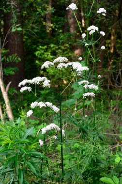 Çayırda çiçek açan kediotu (Valeriana officinalis) bitkisi. İlaç bitkileri - Yaz mevsiminde tomurcuklanan pembe çiçek açan Valerian (Valeriana officinalis).