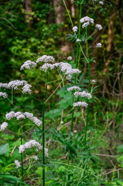 Çayırda çiçek açan kediotu (Valeriana officinalis) bitkisi. İlaç bitkileri - Yaz mevsiminde tomurcuklanan pembe çiçek açan Valerian (Valeriana officinalis).
