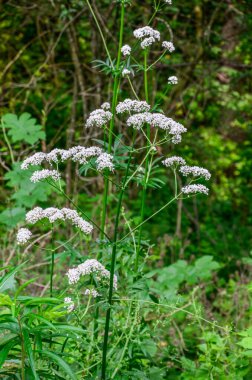 Çayırda çiçek açan kediotu (Valeriana officinalis) bitkisi. İlaç bitkileri - Yaz mevsiminde tomurcuklanan pembe çiçek açan Valerian (Valeriana officinalis).