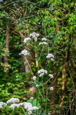 Çayırda çiçek açan kediotu (Valeriana officinalis) bitkisi. İlaç bitkileri - Yaz mevsiminde tomurcuklanan pembe çiçek açan Valerian (Valeriana officinalis).