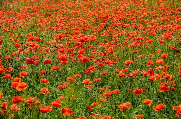 Papaver Rhoeas Papoula Comum Flores Papoula Milho Closeup Foco Seletivo — Fotografia de Stock