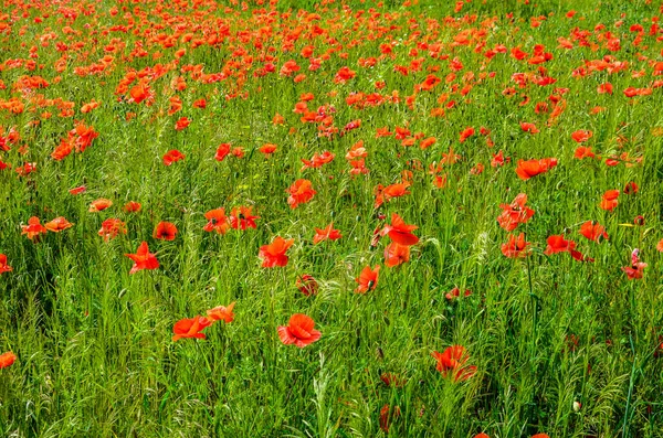 Papaver Rhoeas Maku Pospolitego Maku Kukurydzianego Kwiaty Zbliżenie Selektywne Ogniskowanie — Zdjęcie stockowe