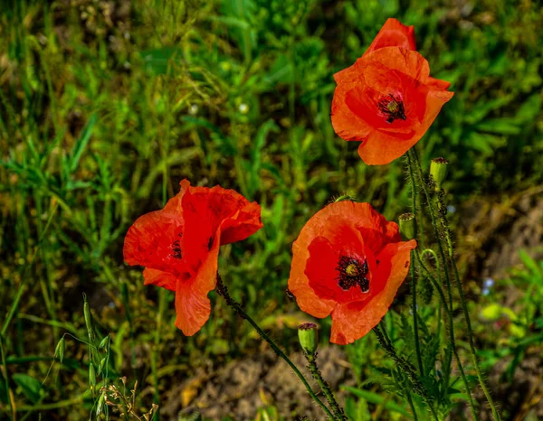 Papaver Rhoeas Common Poppy Corn Poppy Flowers Closeup Selective Focus — Stock Photo, Image