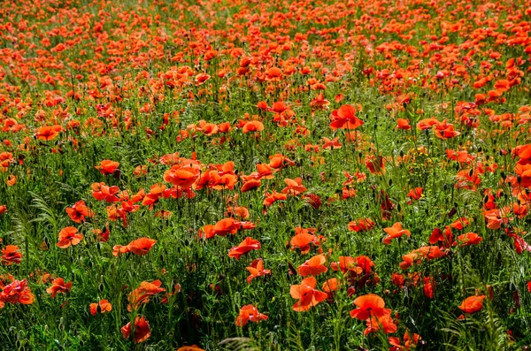 Papaver Rhoeas Papoula Comum Flores Papoula Milho Closeup Foco Seletivo — Fotografia de Stock