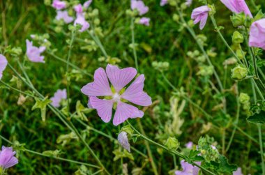 Yaban ördeği - Althaea officinalis, Malva sylvestris, leylak pembesi çiçekli Mallow bitkisi. Bilimsel adı Malva Sylvestris, Avrupa ve Asya 'ya özgüdür..