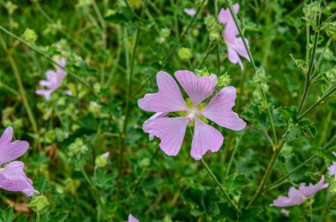 Yaban ördeği - Althaea officinalis, Malva sylvestris, leylak pembesi çiçekli Mallow bitkisi. Bilimsel adı Malva Sylvestris, Avrupa ve Asya 'ya özgüdür..