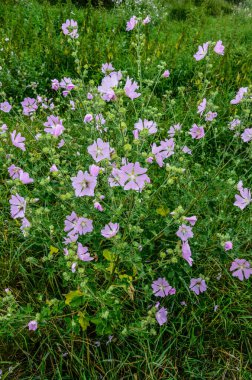 Yaban ördeği - Althaea officinalis, Malva sylvestris, leylak pembesi çiçekli Mallow bitkisi. Bilimsel adı Malva Sylvestris, Avrupa ve Asya 'ya özgüdür..