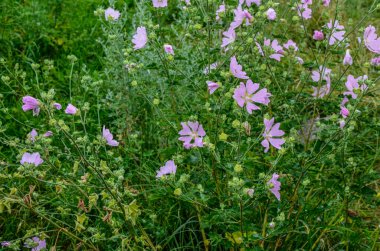 Yaban ördeği - Althaea officinalis, Malva sylvestris, leylak pembesi çiçekli Mallow bitkisi. Bilimsel adı Malva Sylvestris, Avrupa ve Asya 'ya özgüdür..