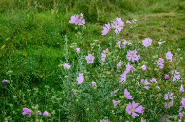 Yaban ördeği - Althaea officinalis, Malva sylvestris, leylak pembesi çiçekli Mallow bitkisi. Bilimsel adı Malva Sylvestris, Avrupa ve Asya 'ya özgüdür..