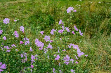 Yaban ördeği - Althaea officinalis, Malva sylvestris, leylak pembesi çiçekli Mallow bitkisi. Bilimsel adı Malva Sylvestris, Avrupa ve Asya 'ya özgüdür..