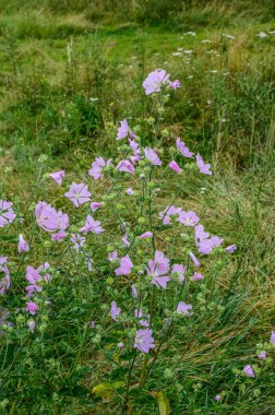 Yaban ördeği - Althaea officinalis, Malva sylvestris, leylak pembesi çiçekli Mallow bitkisi. Bilimsel adı Malva Sylvestris, Avrupa ve Asya 'ya özgüdür..