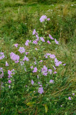 Yaban ördeği - Althaea officinalis, Malva sylvestris, leylak pembesi çiçekli Mallow bitkisi. Bilimsel adı Malva Sylvestris, Avrupa ve Asya 'ya özgüdür..