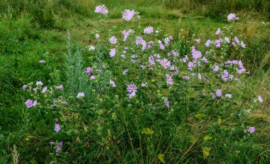 Yaban ördeği - Althaea officinalis, Malva sylvestris, leylak pembesi çiçekli Mallow bitkisi. Bilimsel adı Malva Sylvestris, Avrupa ve Asya 'ya özgüdür..