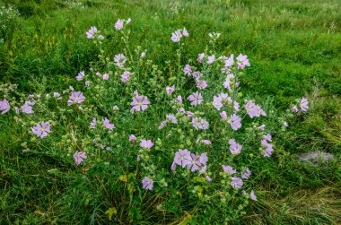 Yaban ördeği - Althaea officinalis, Malva sylvestris, leylak pembesi çiçekli Mallow bitkisi. Bilimsel adı Malva Sylvestris, Avrupa ve Asya 'ya özgüdür..