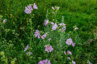 Çok güzel bir çiçek. Çok renkli zinyanın parlak çiçek arkaplanı. Geniş resim. Zinnia kırmızı, pembe, beyaz, turuncu, mor gibi birçok renkte çiçekleri olan otçul bir bitkidir. .