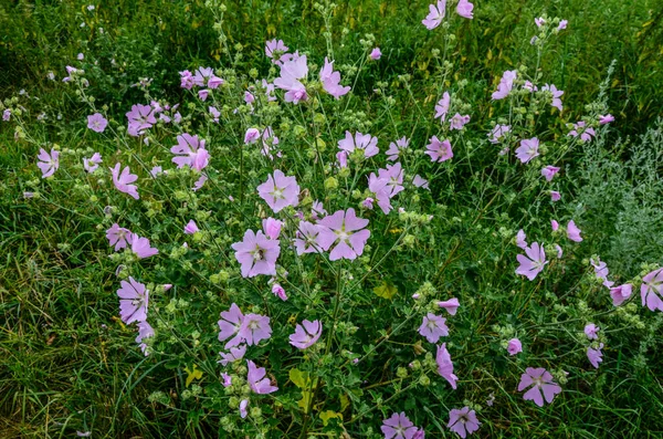 Дикий Малет Althaea Officinalis Malva Sylvestris Mallow Рослина Бузковими Рожевими — стокове фото