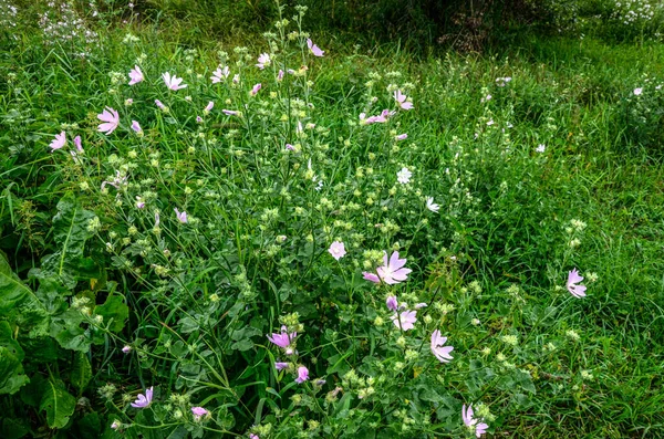 Dzika Malwa Althaea Officinalis Malva Sylvestris Mallowa Roślina Liliowymi Różowymi — Zdjęcie stockowe