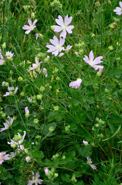 美丽的花朵 艳丽的花朵背景 来自五彩斑斓的紫罗兰 宽照片 紫杉是草本植物 花的颜色多种多样 如红色 — 图库照片