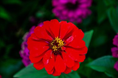 Beautiful flower .Bright floral background from multicolored zinnia. Wide photo . Zinnia is herbaceous plant with flowers in many colors such as red, pink, white, orange, purple .