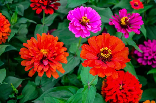 Beautiful Flower Bright Floral Background Multicolored Zinnia Wide Photo Zinnia — Zdjęcie stockowe