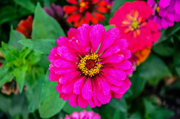 Beautiful Flower Bright Floral Background Multicolored Zinnia Wide Photo Zinnia — Stock Photo, Image